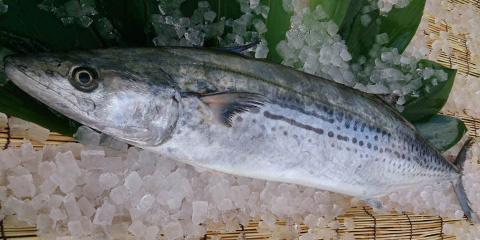 魚庭のサワラ 大阪府・秋