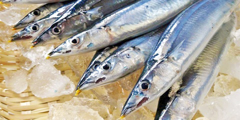 小名浜の秋刀魚 福島県・秋