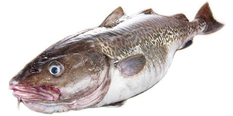 石川県　いしかわの寒鱈