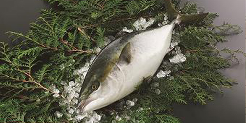 愛媛県　愛育フィッシュ 戸島一番ブリ