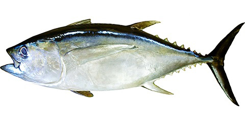 沖縄県　沖縄美ら海まぐろ「メバチマグロ」