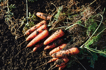 染谷農園の笑顔にんじん　【笑顔のさと　染谷農園】