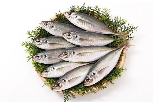 山口県産　「瀬付きあじ」