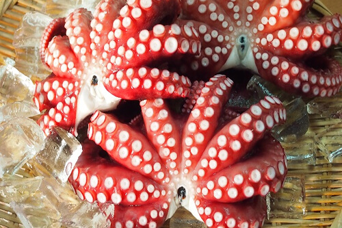 大阪府産　「魚庭（なにわ）のマダコ」