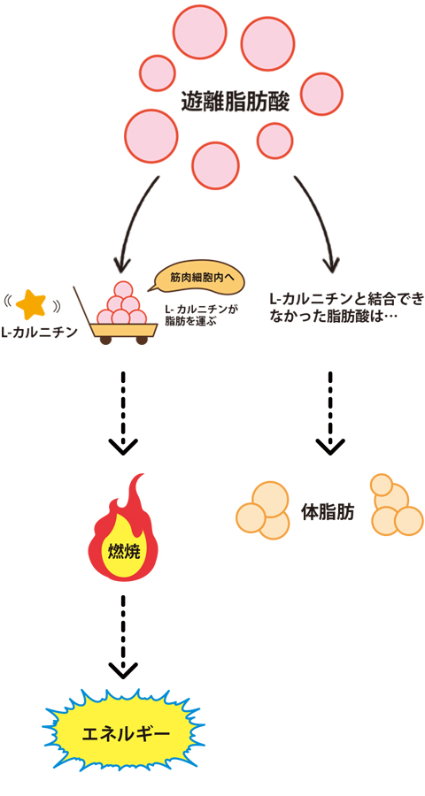 遊離脂肪酸について