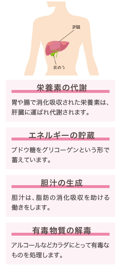 肝臓をいたわるお酒の飲み方 料理教室 スクールならabcクッキングスタジオ