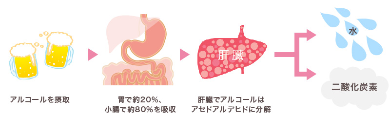 肝臓をいたわるお酒の飲み方 料理教室 スクールならabcクッキングスタジオ