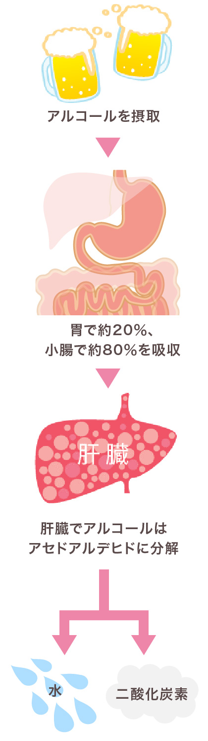 肝臓をいたわるお酒の飲み方 料理教室 スクールならabcクッキングスタジオ