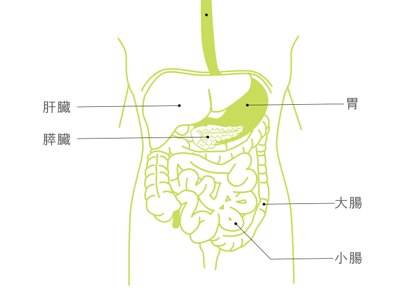 腸と免疫力