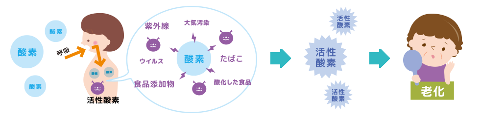 老化の原因とは