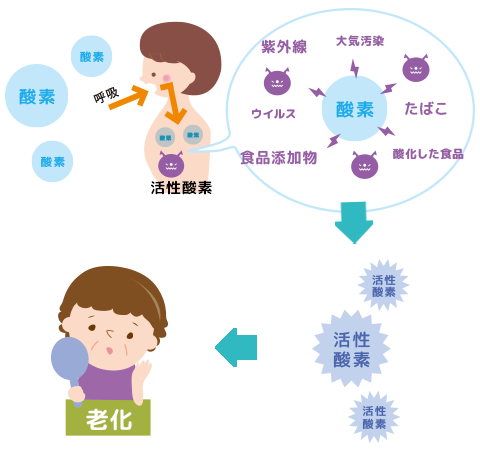 老化の原因とは