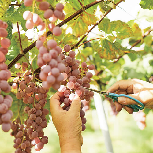ぶどうの収穫風景