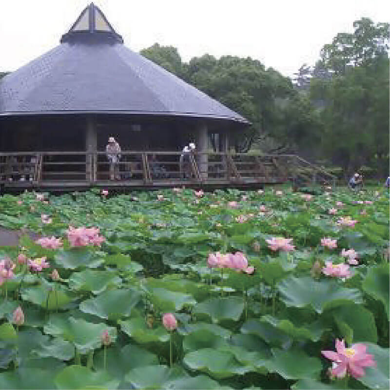 千葉市の花「オオガハス」
