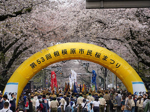 相模原市民桜まつり